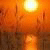 robertogray's Avatar